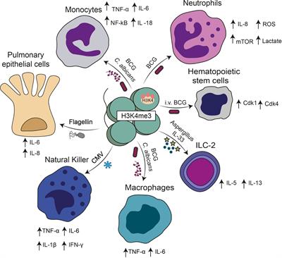 Frontiers | Molecular And Cellular Mechanisms Modulating Trained ...